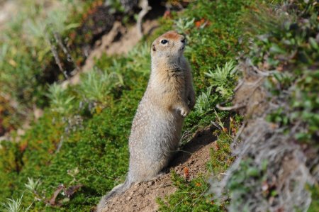 Длиннохвостый суслик Камчатка