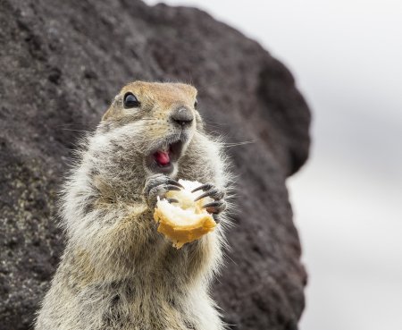 Евражка Камчатская