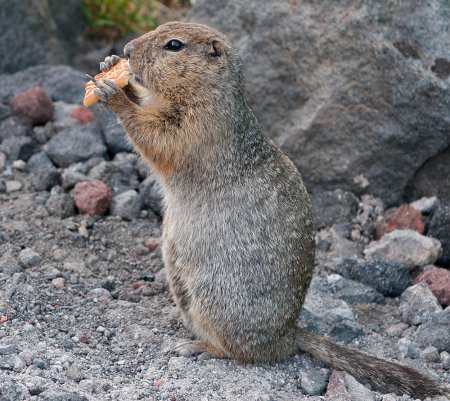 Животные степи рисунок