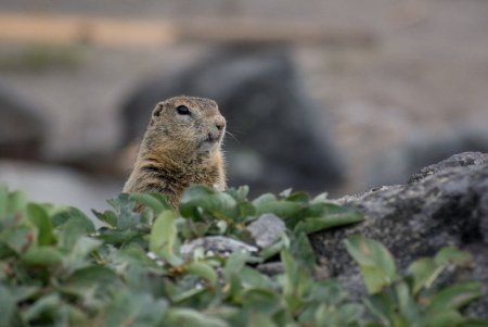 Длиннохвостые суслики Чукотка