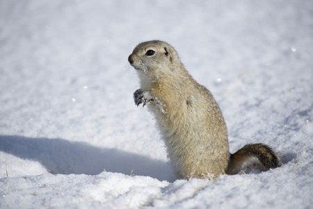 Крапчатый суслик черно белая