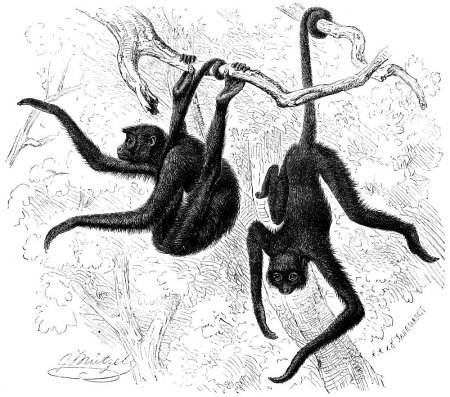 Обезьяна висит на хвосте