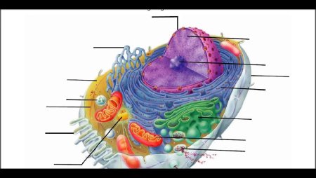 Органоиды животной клетки без подписей