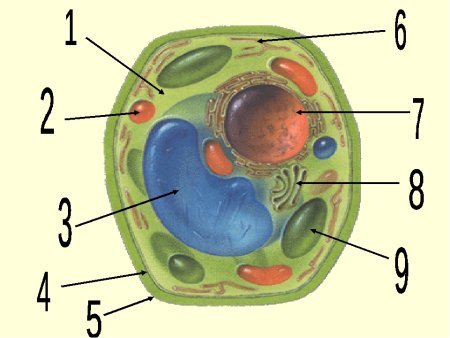 Органоиды живой клетки строение