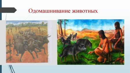 Одомашнивание животных 5 класс биология