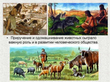 Приручение и одомашнивание животных
