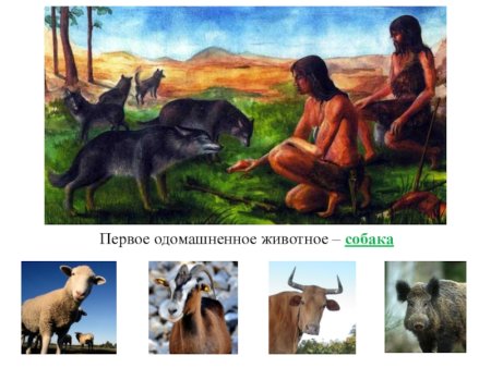 Одомашнивание животных