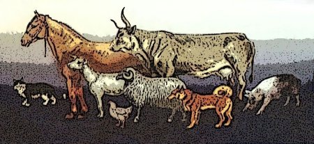 Земледелие и скотоводство в древней Руси