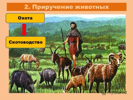 Земледелию приручение животных