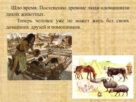 Животные прирученные человеком