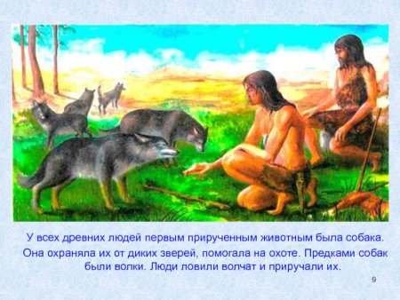 Древние люди приручили собаку