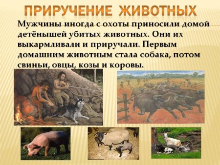 Одомашнивание животных