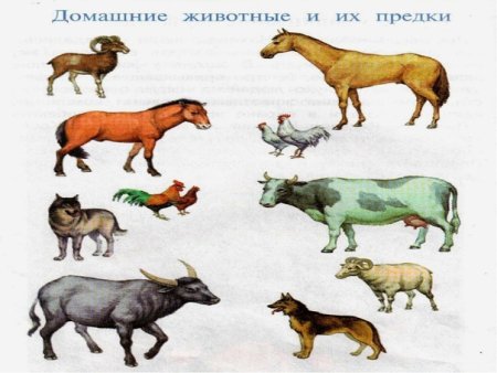 Домашние животные и предки