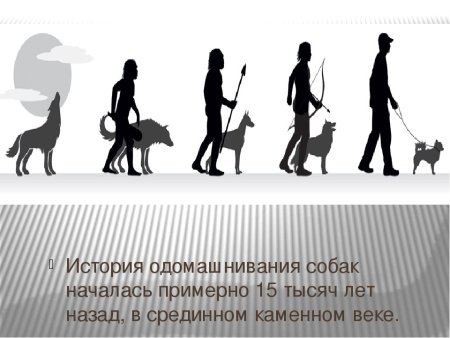 Эволюция собак
