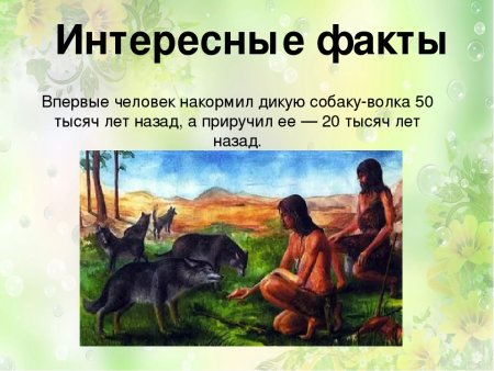 Робинзон Крузо и козы