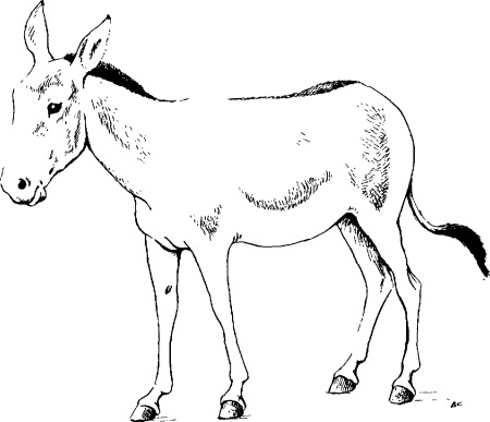 Кулан рисунок