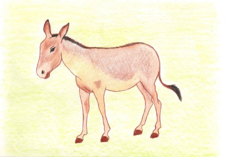 Кулан рисунок