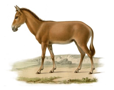 Сирийский Кулан