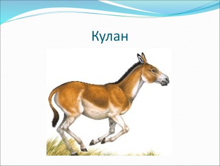 Кулан рисунок