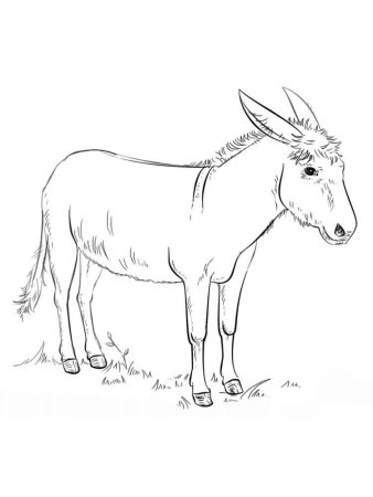 Кулан рисунок