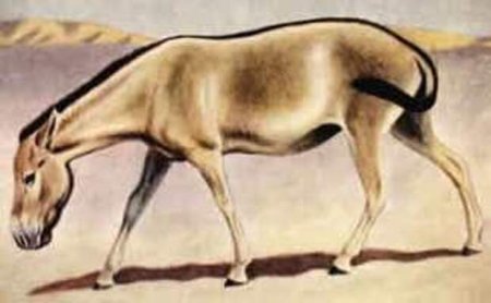 Ленская лошадь Equus lenensis