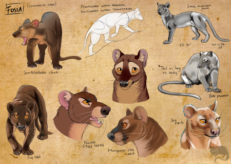 Фосса фурри