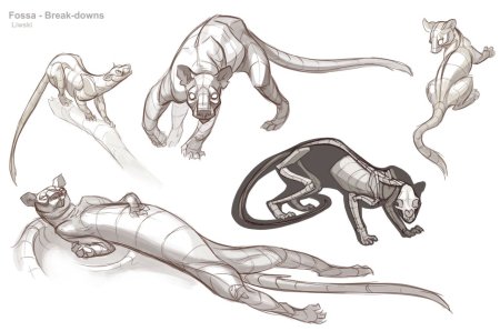 Анатомия животного Фосса