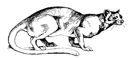 Фосса скелет