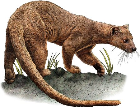 Черная книга животных гигантская Фосса