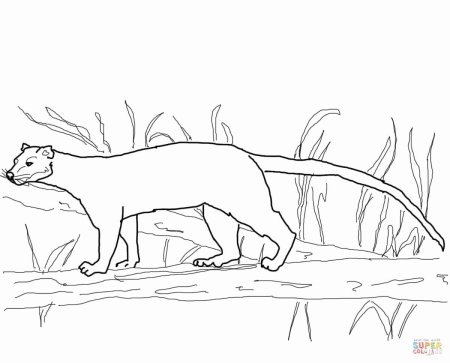 Фосса животное раскраска