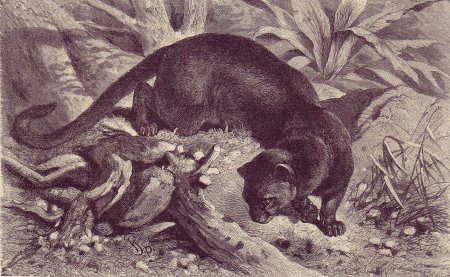 Фосса раскраска