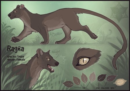 Фосса рисунок