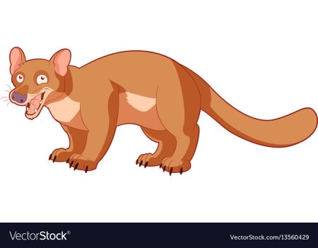 Фосса раскраска