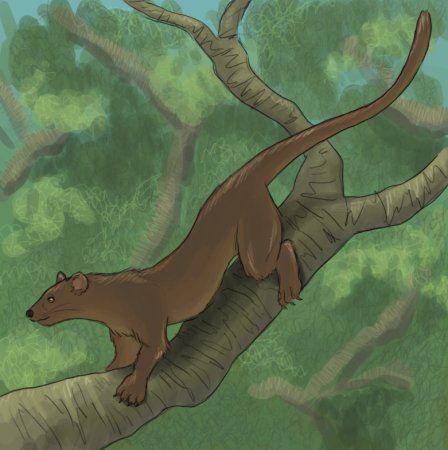 Фосса мультик