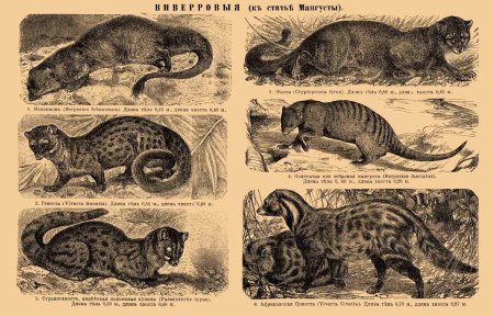 Виверровые Мангусты