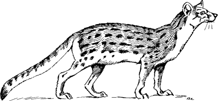 Фосса животное раскраска