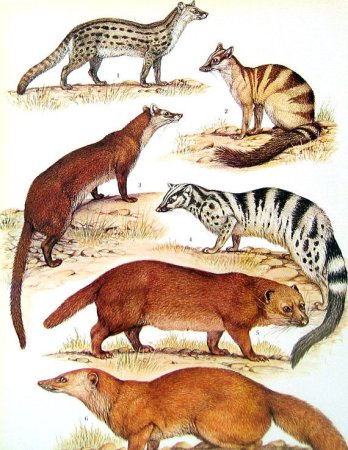 Фосса рисунок