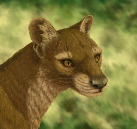 Фосса в полный рост