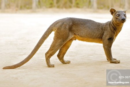 Гигантская Фосса рисунок