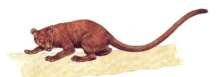 Остров Мадагаскар Фосса