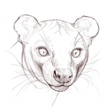 Фокусная Фосса