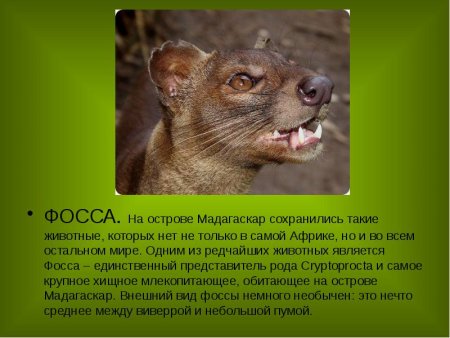 Фосса рычит