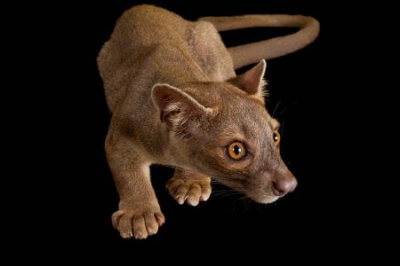 Флоридская Пума раскраска