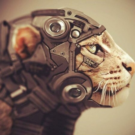 Кот киборг