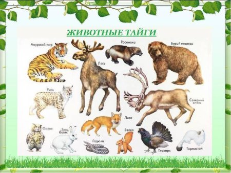Список животных тайги