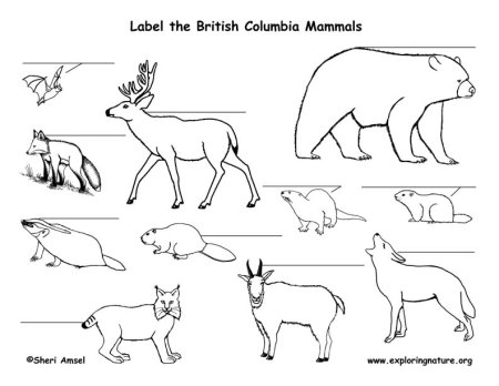 Животные тундры раскраска для детей