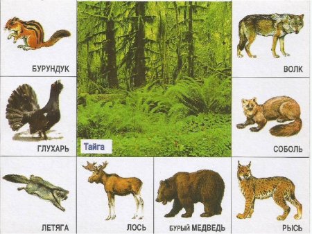 Тайга для дошкольников