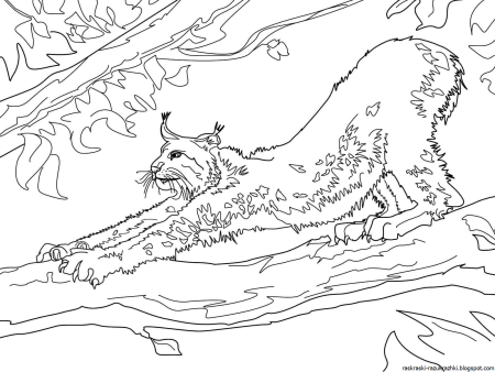 Рысь раскраска для детей