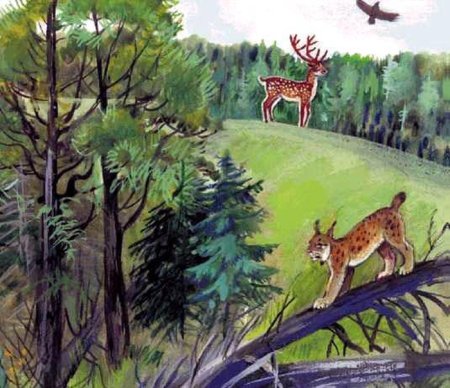 Тайга рисунок