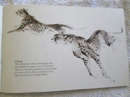 Баммес анатомия животных для художников